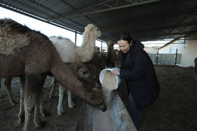 Верблюды ведут отрасль в цифру