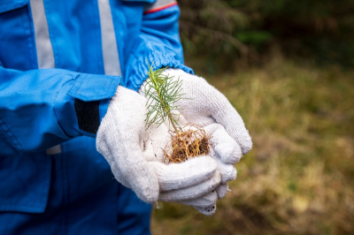 Экологи высадили сотни гектаров леса в Сибири