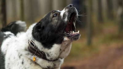 Разъяренный алабай чуть не загрыз россиянку