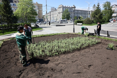 В Новосибирске уже высадили 2,5 тысячи деревьев: работа продолжается