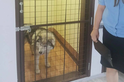 Приставы забрали в приют у жительницы РТ собаку, напавшую на детей