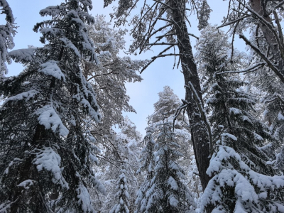 Свердловскую область окутал ледяной арктический воздух, началось выхолаживание